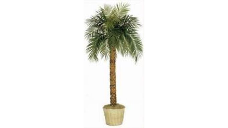 10' Phoenix Palm Tree | Rental