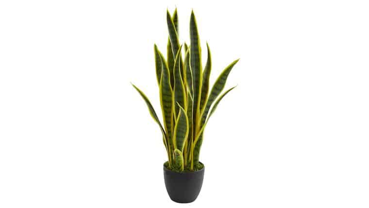 26” Sansevieria Artificial Plant | Rental