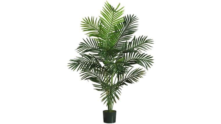 5′ Paradise Palm | Rental