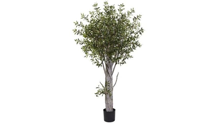 6’ Olive Tree W/3864 Lvs | Rental