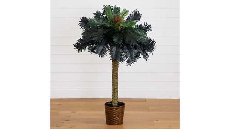 4′ Sago Silk Palm Tree | Rental