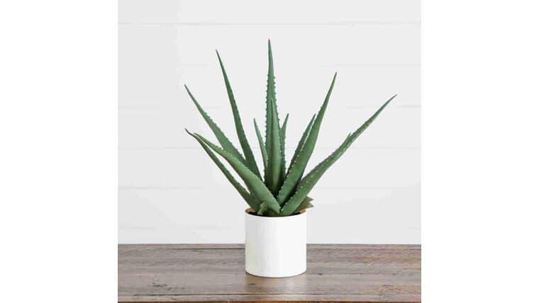 17.5″ Artificial Agave Plant | Rental