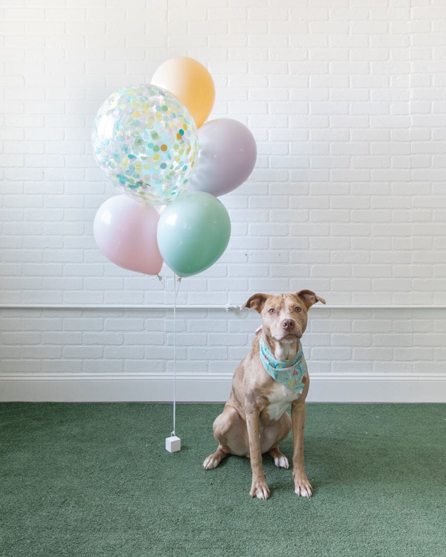 Soft Rainbow – Mini Confetti and 11in Balloons – bouquet of 7 | Rental