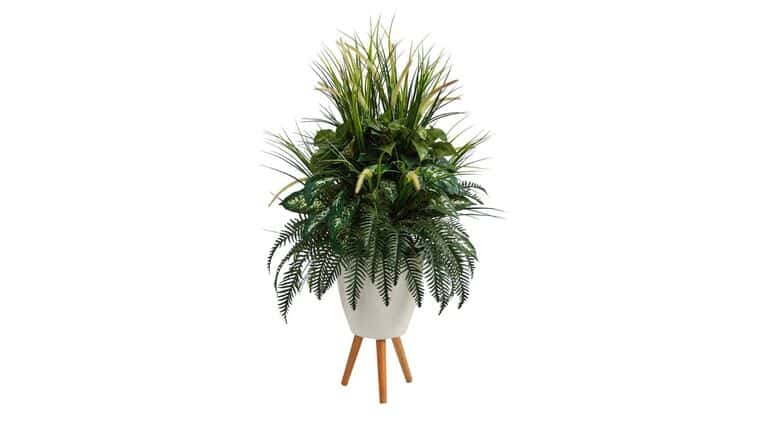 4.5’ Kentia Palm Tree in White Oval Planter | Rental