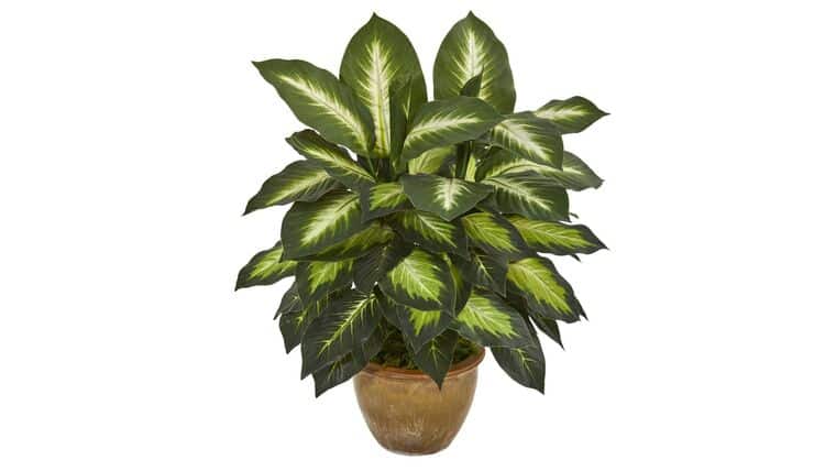 Dieffenbachia Artificial Plant in Ceramic Planter | Rental