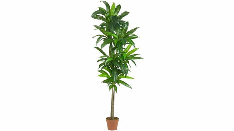 6’ Dracaena Silk Plant (Real Touch) | Rental