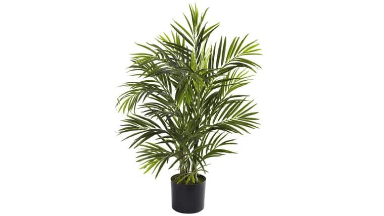 2.5′ Areca Palm Tree UV Resistant (Indoor/Outdoor) | Rental